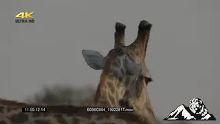 Giraffe fight