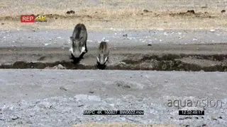 Warthog mother and four piglets arrive at the waterhole