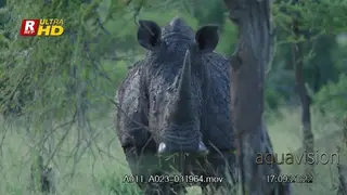 Muddy White rhinoceros standing, chewing grass and walking away from the frame.