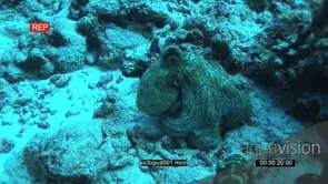Octopus moving on coral reef underwater in ocean and camouflaging itself MLS PAN HAND