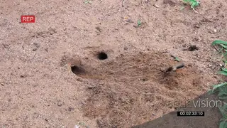 Digger Wasp in preparation for egg laying, is constructing a protected nest in the ground.