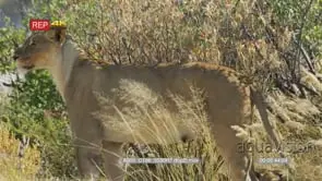 Lioness with 3 lion cubs under a shade of a tree
