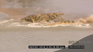 Nile Crocodiles territorial fighting in the river, submissive crocodile one swims away.