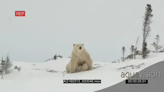 Polar bear mother Protective behaviour covering suckling cubs under belly scouting around