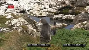 The yellow-eyed penguin (Megadyptes antipodes), known also as hoiho or tarakaka.