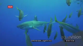 Great White Shark gently approach and swimming past shark cage in deep blue ocean LS HAND
