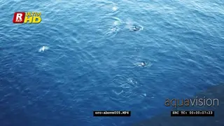 DRONE AERIALS Orca Killer Whales hunting herring in noway