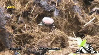 Dung beetles feeding in dung, creating dung balls MCU