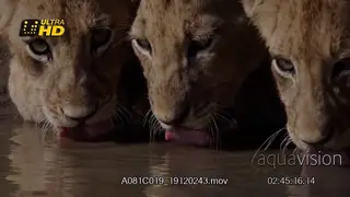 Close up shot of four African Lion cubs drinking water during daytime.