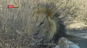Close up shot of lions mating