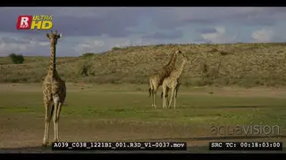 Medium shot of two male giraffes necking and showing dominance behaviour