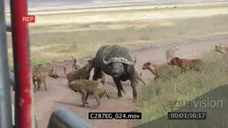 Spotted Hyena clan attack Buffalo, Buffalo bump into vehicle