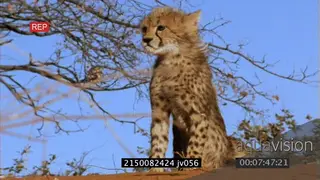 Cheetah cubs investigating area running around climbing tree