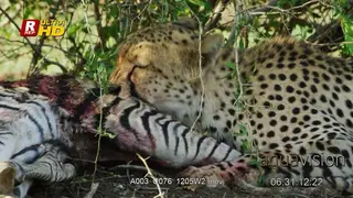 Adult Cheetah laying down, feeding on a hunted Zebra carcass and looking around.