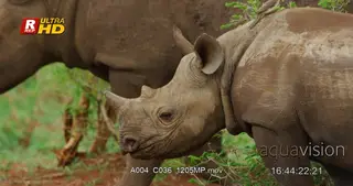 Black Rhinoceros walking pass by the frame, looking around.