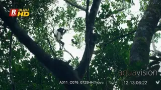 White-fronted brown lemur sitting, looking around.