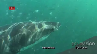 A pair of Great white sharks gently swimming underwater in ocean followed by school of.