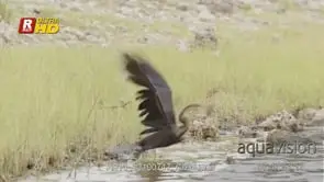 Darter standing, foraging, fish on mouth and flying off frame. MWS;DAY