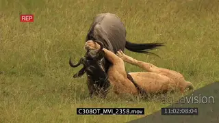 Lioness hunt and suffocate Kill Wildebeest AmCam