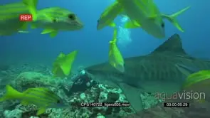 Tiger Shark swimming underwater in ocean passing by camera and diver talking pictures of.
