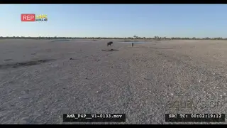 Aerial Drone shot 2 Wildebeests in the distance walking running in open veld towards.