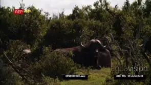 Cape Buffalo Herd sitting in the Bush WS