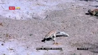 Two cape ground squirrel searching the sandy ground for food to eat