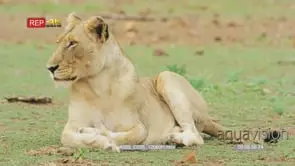 Medium shot of lioness sitting on the grass looking around
