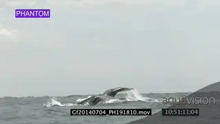 A pair of Humpback whales lobtailing LWS GOOD LIGHT