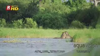 Two adult Hippos fighting in water.