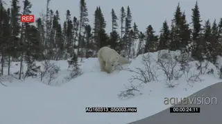 Polar bear mother with cubs patrolling scouting around investigating area