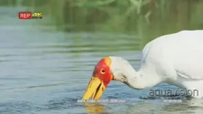 Yellow-billed stork searching for food using beak, foot and wing