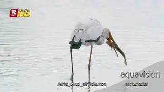 Yellowbilled stork holding its prey with its mouth then slips.