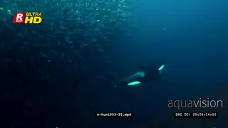 Orca Killer Whales hunting herring in noway UW