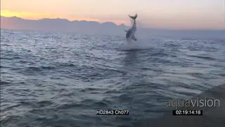 Great White Shark (Carcharodon carcharias), breach water and take seal decoy WS AW