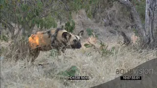 African wild dog hunting stalk chase Impalas running across frame