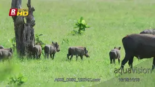 Warthog family, standing, looking towards the camera and walking out of frame.