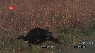 Turkey foraging MWS PROFILE