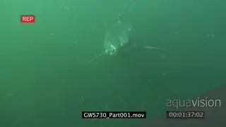 Great White Shark swimming underwater in ocean following camera then passing by MLS.