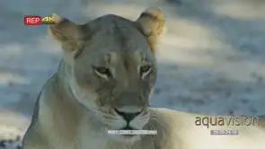 Lioness lying down turning around