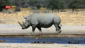 White rhino standing and walking at the water edge