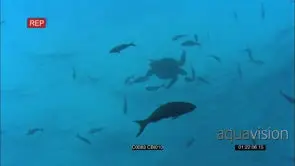 Sea Turtle Swimming surrounded by Barracuda UNDERWATER