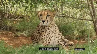 Cheetah resting, looking around and grooming GOOD LIGHT GREEN