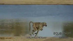 Adult female Chacma baboon mother troop running while carrying their infants