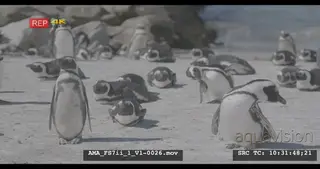 African Penguins on the shore stretching, preening, sunning, sunbathing, Cape penguin.
