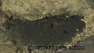Swarm of bees gathering and flying on a rock MWS SLOWMO