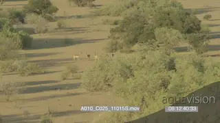Aerial Mashatu bushveld Impala herd grazing general behaviour