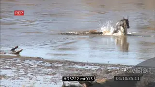 Crocodile trying to catch crossing wildebeest, crocodile catch wildebeest and fails