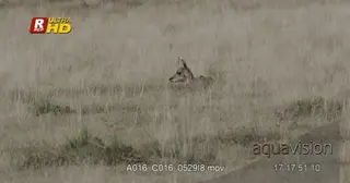 Pronghorn calf resting, during midday. WS, DRY.
