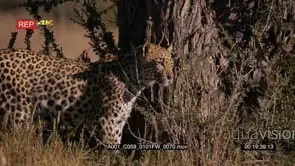 Tracking shot of a leopard listening and walking on a hunt